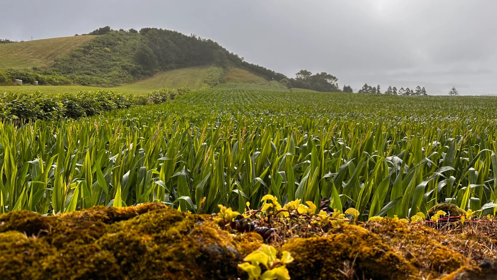 Maize field on rolling farmland under low cloud, with a moss-covered wall in the foreground